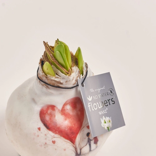 Зображення товару Амариліс "Фьорст Лав", артикул: 55445