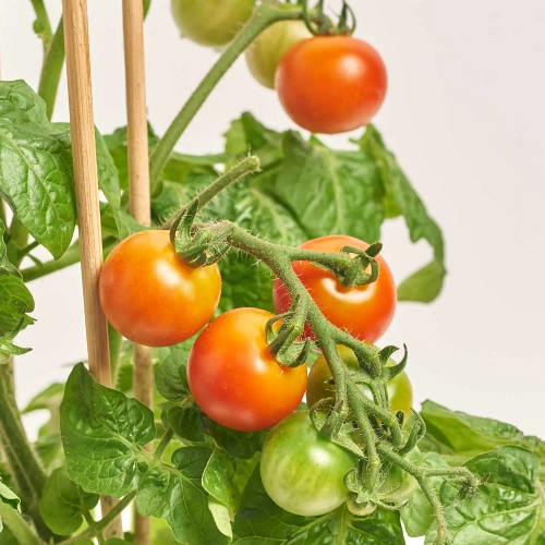 Зображення товару Томат, артикул: 57467