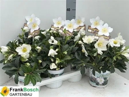 Хелеборус Нігер Вінтергроу, артикул: 53691 Зображення товару Хелеборус Нігер Вінтергроу, артикул: 53691