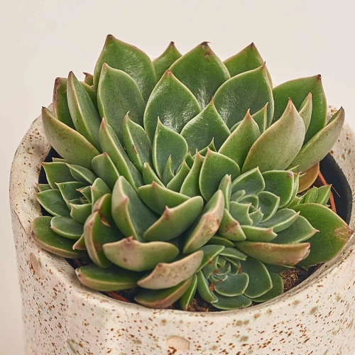 Зображення товару Сукулент мікс в кер., артикул: 30451