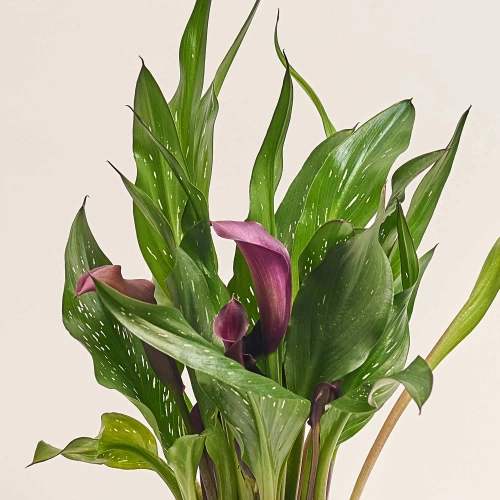 Зображення товару Зантедескія мікс, артикул: 21221