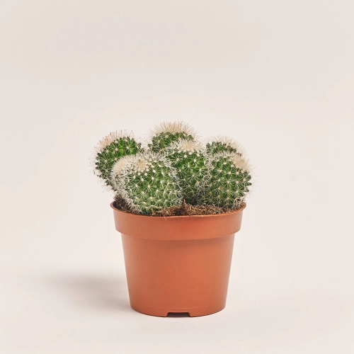 Зображення товару Кактус мікс, артикул: 25671