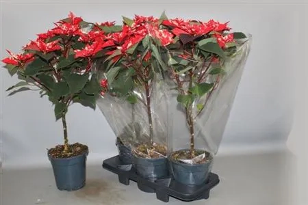 Пуансетія Скайстар штамб., артикул: 54593 Зображення товару Пуансетія Скайстар штамб., артикул: 54593