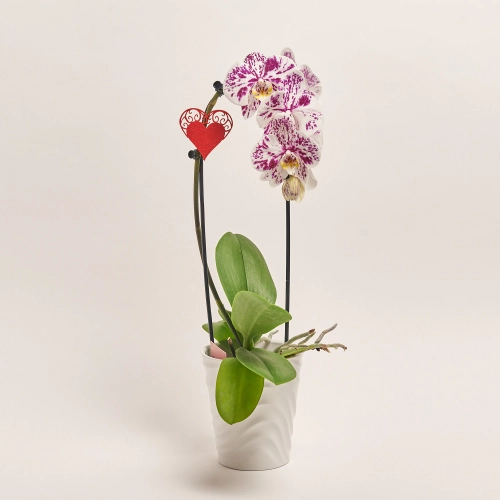 Зображення товару Фаленопсис каскад 1ст. мікс в кер., артикул: 55295