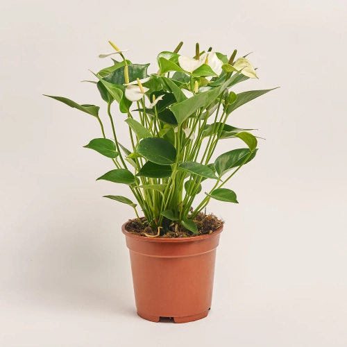 Зображення товару Антуріум Адіос Вайт, артикул: 33625