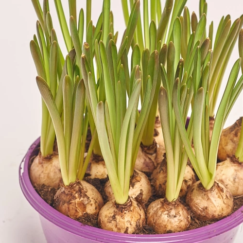 Мускарі Арменікум, артикул: 36575 Зображення товару Мускарі Арменікум, артикул: 36575