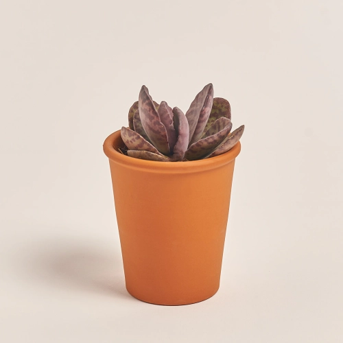 Зображення товару Сукулент мікс у глин. горщ., артикул: 49755