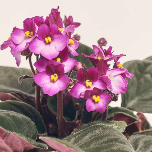 Зображення товару Сенполія мікс, артикул: 18381