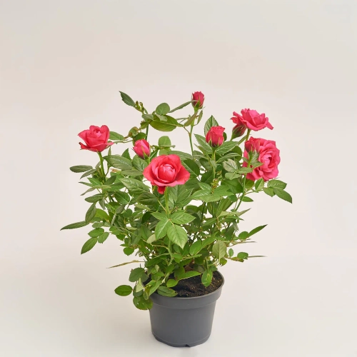 Троянда мікс, артикул: 52804 Зображення товару Троянда мікс, артикул: 52804