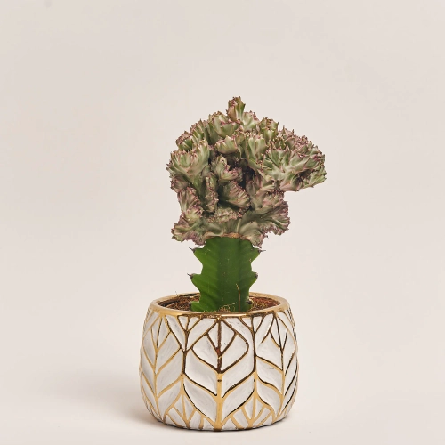 Зображення товару Еуфорбія Лактея Крістата в кер., артикул: 37586