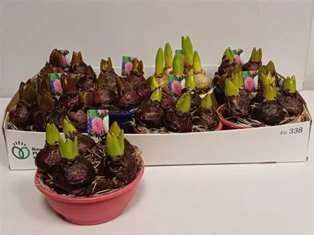 Зображення товару Гіацинт мікс, артикул: 55516