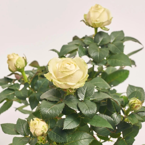 Зображення товару Троянда мікс, артикул: 1293