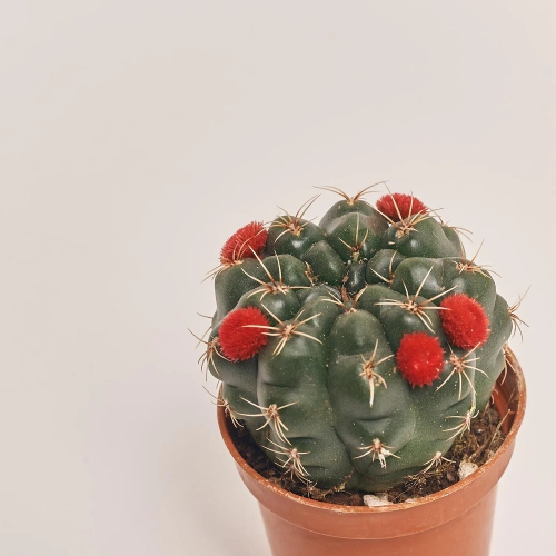 Зображення товару Кактус з квітами, артикул: 53320