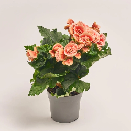 Бегонія мікс, артикул: 1205 Зображення товару Бегонія мікс, артикул: 1205