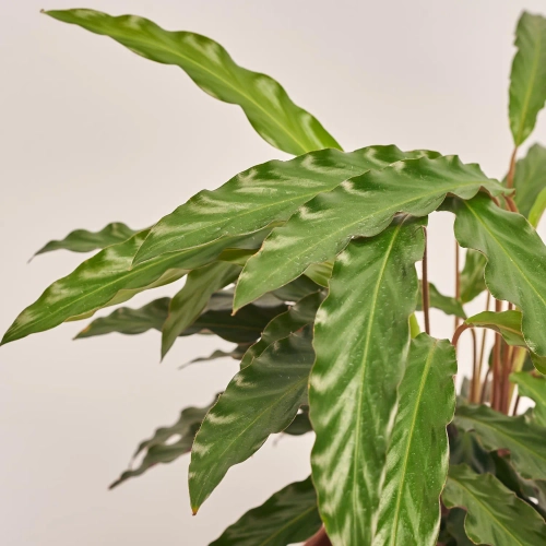 Калатея мікс, артикул: 54573 Зображення товару Калатея мікс, артикул: 54573