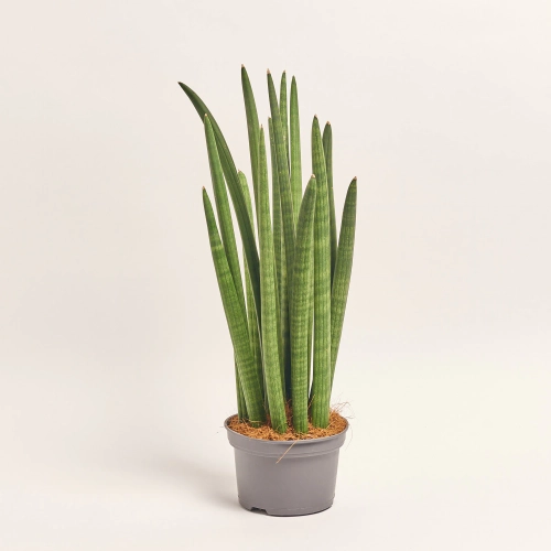 Зображення товару Сансевієрія Циліндріка, артикул: 56048