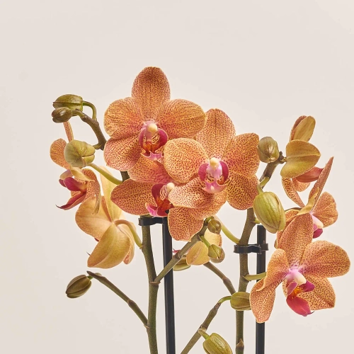 Фаленопсис мультифлора 2ст. мікс в кер., артикул: 53068 Зображення товару Фаленопсис мультифлора 2ст. мікс в кер., артикул: 53068