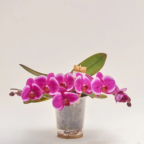 Фаленопсис "Тейбл" 2ст., артикул: 53756 Зображення товару Фаленопсис "Тейбл" 2ст., артикул: 53756