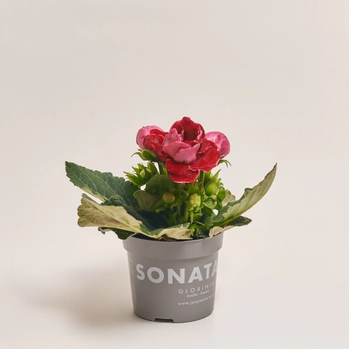 Глоксинія Соната мікс, артикул: 24651 Зображення товару Глоксинія Соната мікс, артикул: 24651