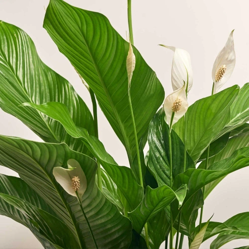 Спатифіллум Світ Лауретта, артикул: 5228 Зображення товару Спатифіллум Світ Лауретта, артикул: 5228