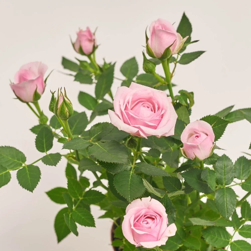 Зображення товару Троянда мікс, артикул: 1294