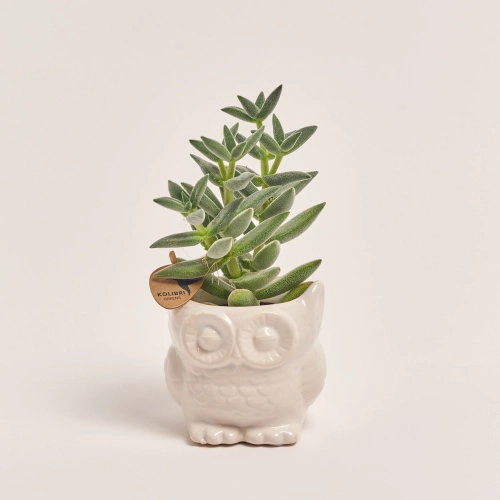 Зображення товару Сукулент мікс "Сова", артикул: 40576