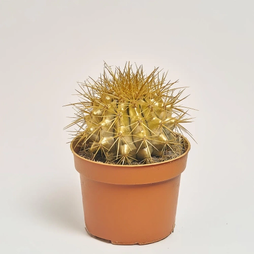 Зображення товару Ехінокактус Рейнбов новорічний мікс, артикул: 53321