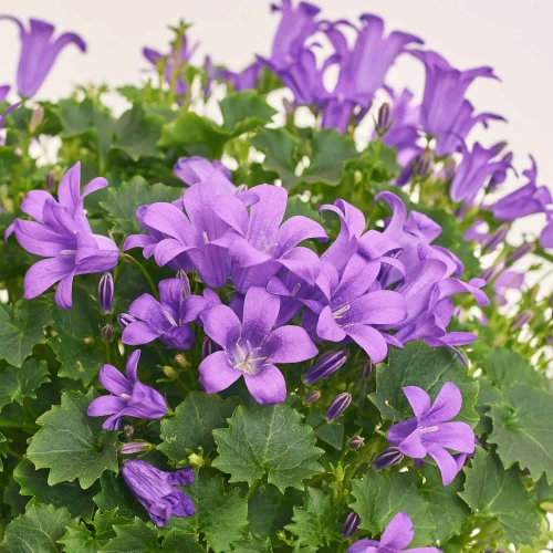 Зображення товару Сет LEGO та Кампанула у кашпо, артикул: 57046