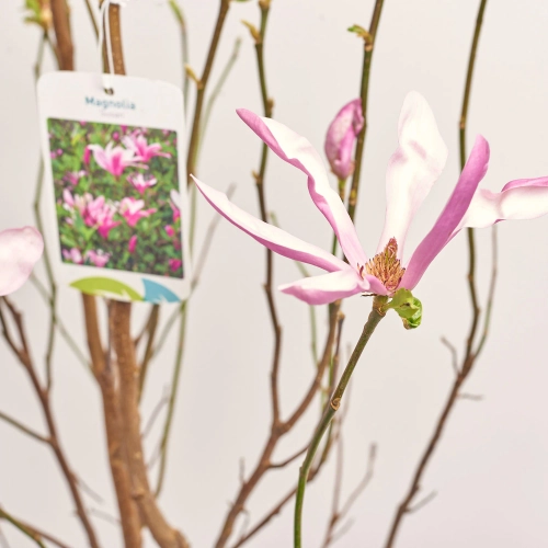Зображення товару Магнолія Сюзан, артикул: 57217