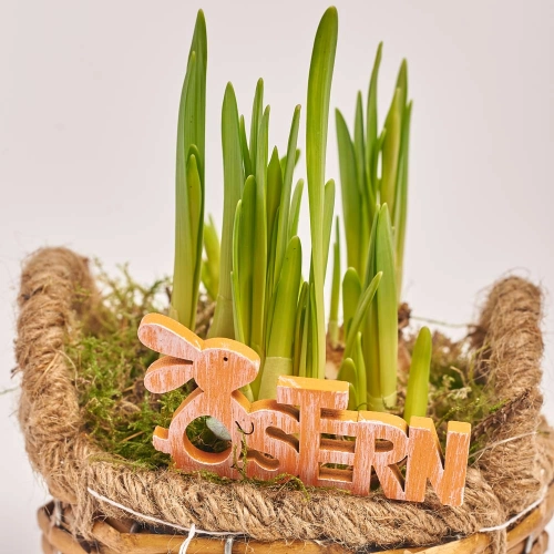 Композиція Нарцис у плет. корзині, артикул: 46582 Зображення товару Композиція Нарцис у плет. корзині, артикул: 46582