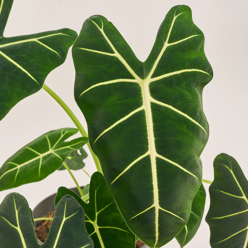 Алоказія Фрайдек, артикул: 39300 Зображення товару Алоказія Фрайдек, артикул: 39300