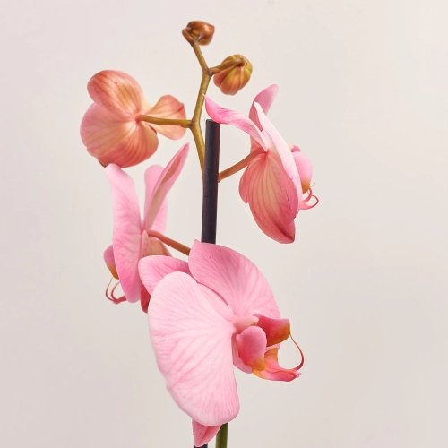 Зображення товару Фаленопсис фарб. 2ст. рожевий, артикул: 13552