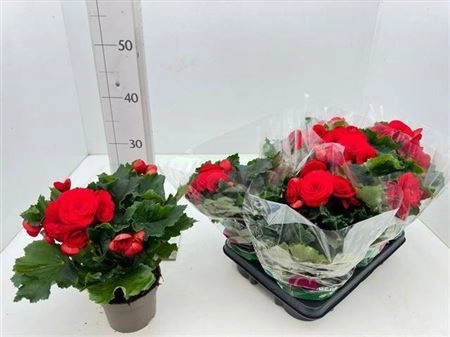 Зображення товару Бегонія Баладін, артикул: 45824