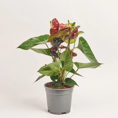 Зображення товару Антуріум Транквілло, артикул: 57433