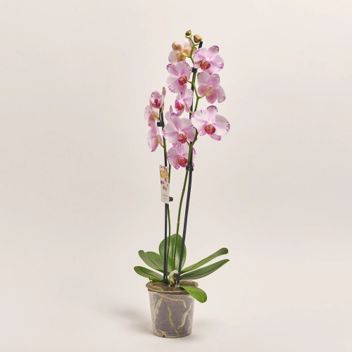 Зображення товару Фаленопсис "Беата" 2ст., артикул: 55522