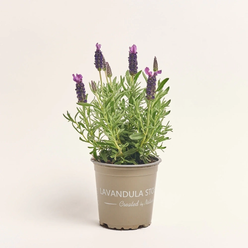 Зображення товару Лаванда Стехадська, артикул: 57317