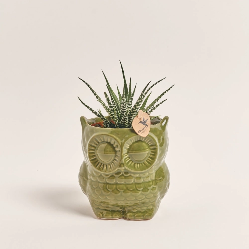 Зображення товару Сукулент мікс "Сова", артикул: 46244