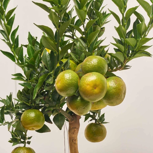 Зображення товару Цитрофортунелла Чінотто мандарин, артикул: 54300