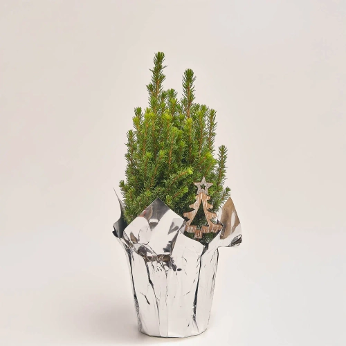 Ялина Перфекта декор, артикул: 53917 Зображення товару Ялина Перфекта декор, артикул: 53917