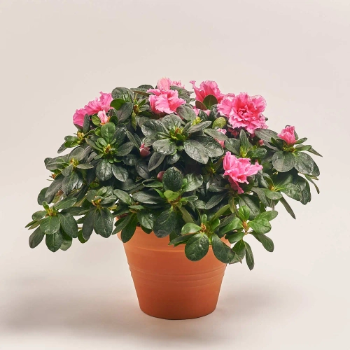 Азалія мікс в кер., артикул: 25146 Зображення товару Азалія мікс в кер., артикул: 25146