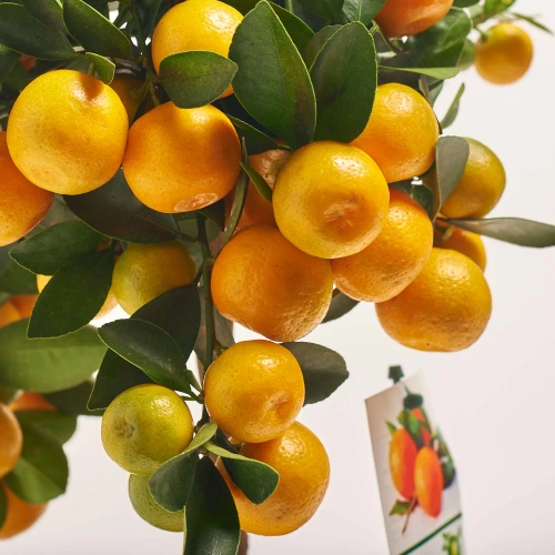 Зображення товару Цитрофортунелла Мікрокарпа, артикул: 26375