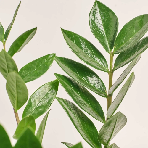 Зображення товару Заміокулькас 5ст., артикул: 40138