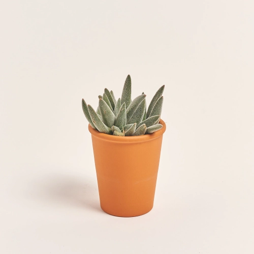 Зображення товару Сукулент мікс у глин. горщ., артикул: 49755