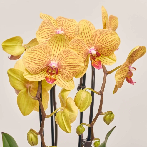 Зображення товару Фаленопсис каскад 2ст. мікс, артикул: 18513