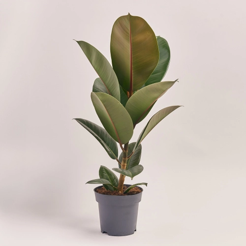 Фікус ел Робуста 1ст., артикул: 21389 Зображення товару Фікус ел Робуста 1ст., артикул: 21389