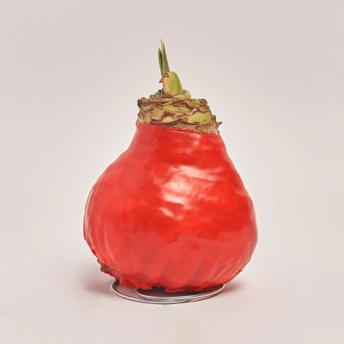 Амариліс мікс у воску, артикул: 32504 Зображення товару Амариліс мікс у воску, артикул: 32504