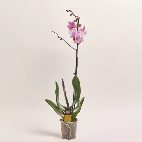 Зображення товару Фаленопсис 1ст. мікс, артикул: 18850