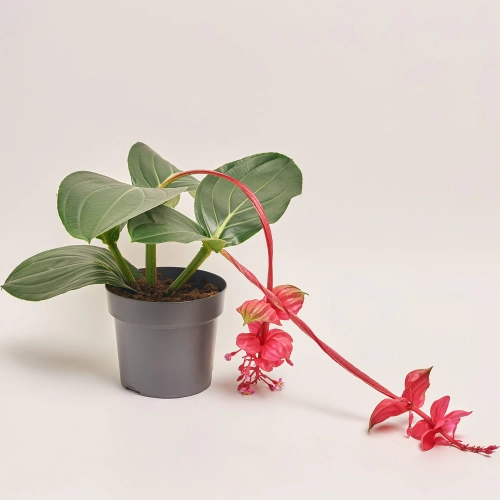 Зображення товару Медініла Фламенко, артикул: 30860