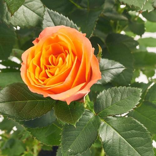 Зображення товару Троянда Кордана Гранде Бенгалі, артикул: 47992