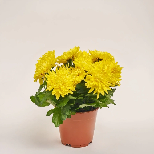 Зображення товару Хризантема Грандесса мікс, артикул: 2580